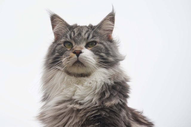 cat2