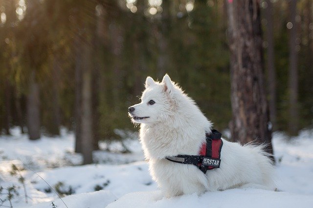 snow dog
