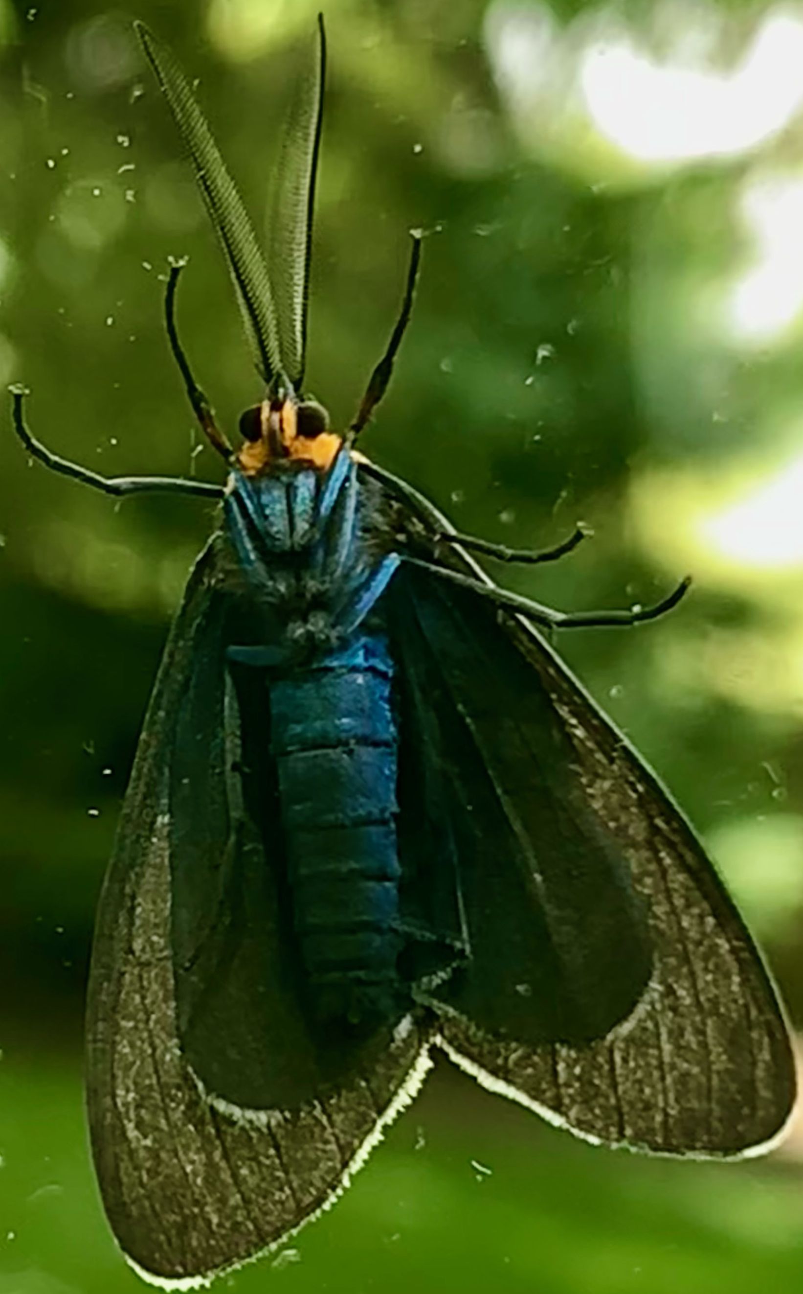 Edges of image are closer to moth.