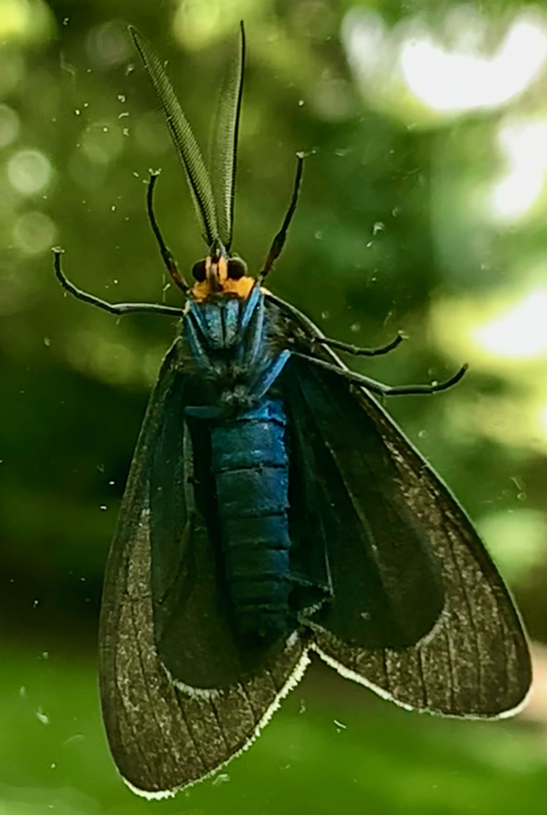 Uncommon moth species found on glass sliding door.