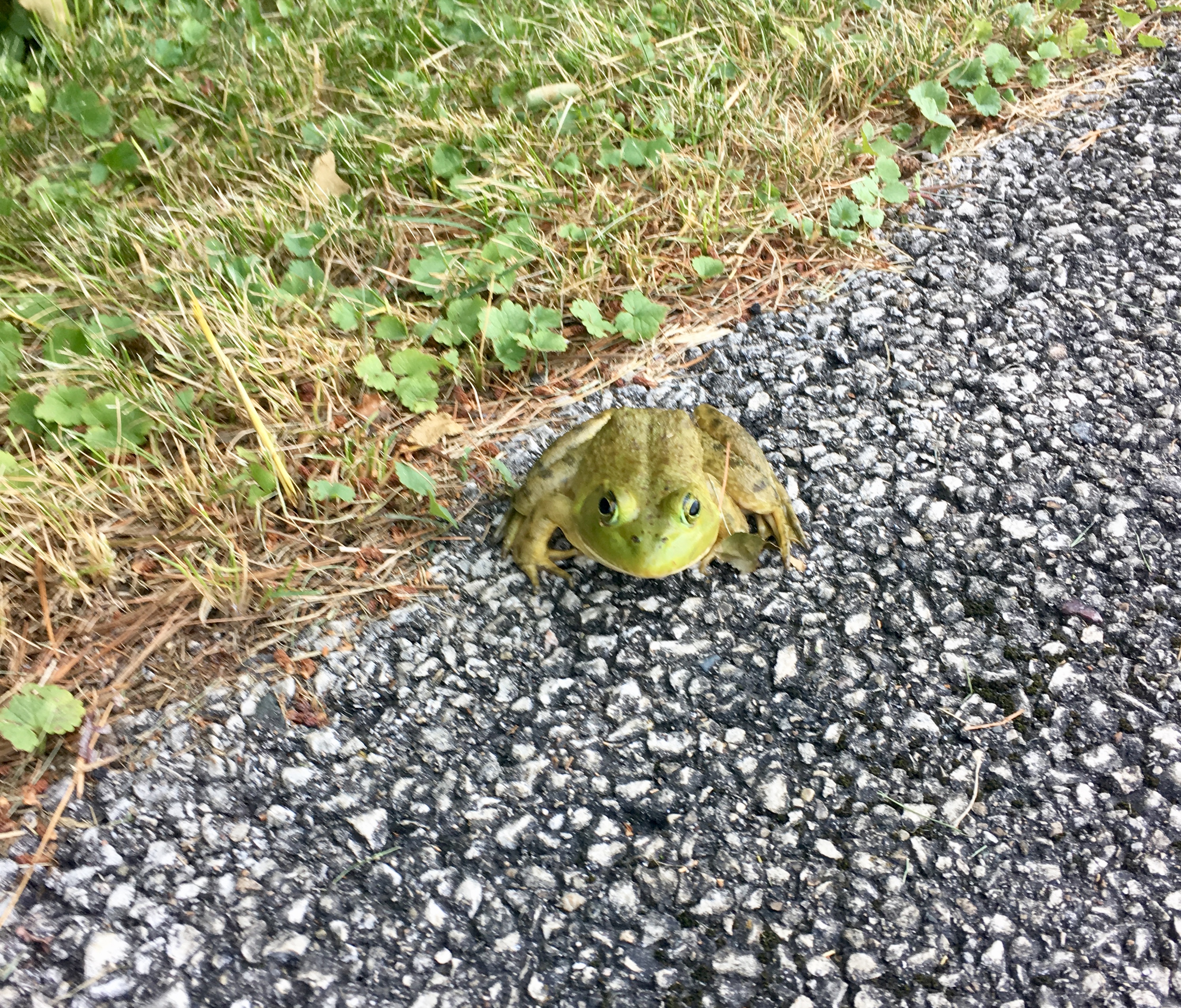 Bullfrog on path at the park.
