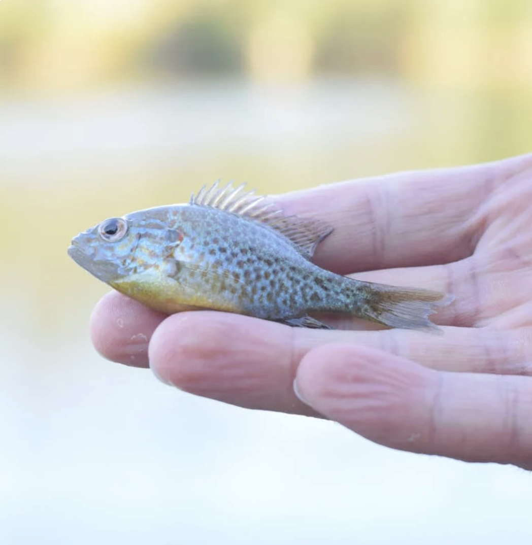 bluegill