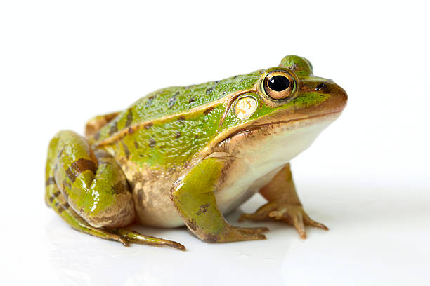 frog