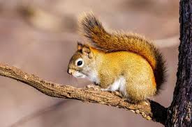 squirrel